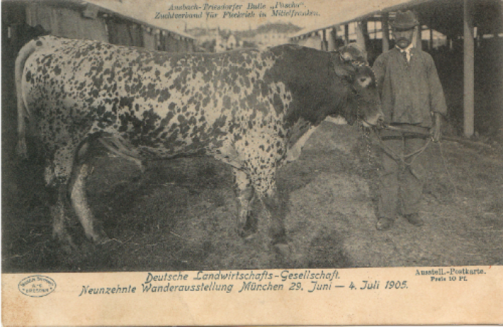 Der Bulle "Pascha". Postkarte der Deutschen Landwirtschafts-Gesellschaft zur Wanderausstellung in München 1905 (c Wilhelm Hoffmann A.G. Dresden)